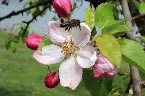 Working bee on the apple flower Foto stock