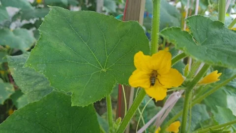 Working Bee, Bee and Flower Video stock 144694069