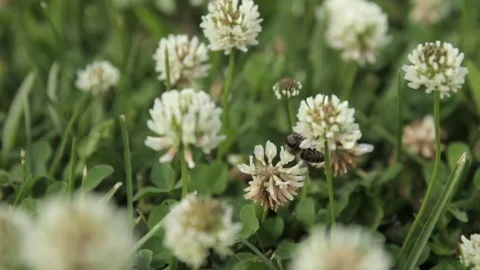 Working bee. Bee flying over the clover. Stock Footage 71422239