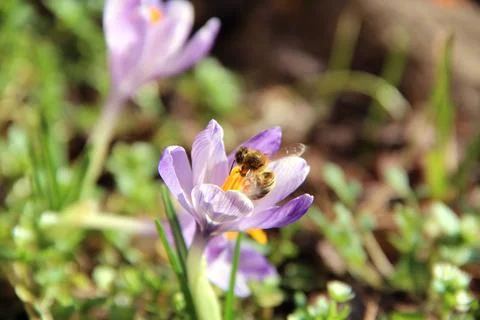 Working bee on blooming crocus Foto stock