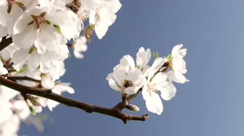 Working Bee on the Blossoming Tree in the Garden. 4k Stock Footage 61179109
