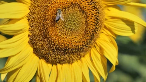 Working bee closeup Stock Footage 137174857