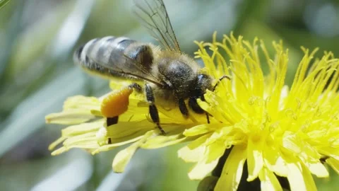 Working Bee collecting pollen on a dandelion Vidéo 233673954