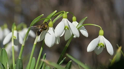 A working bee collecting pollen on a white snowdrop flower Stock Footage 236100867