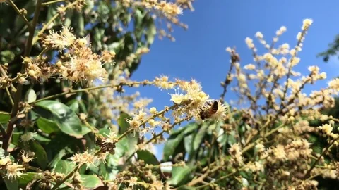 Working bee collects flower nectar from longan flower ( slow motion ) Stock Footage 79160581