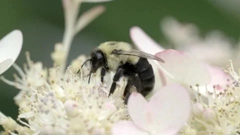 Working Bee Feeding on Nectar of a Small White Flower Stock Footage 318079390