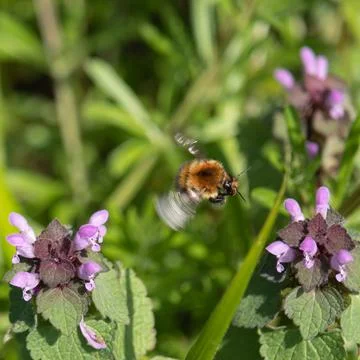 Working bee in flight between flowers Stock Photos