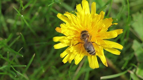 Working bee on the flower Stock Footage 37098028