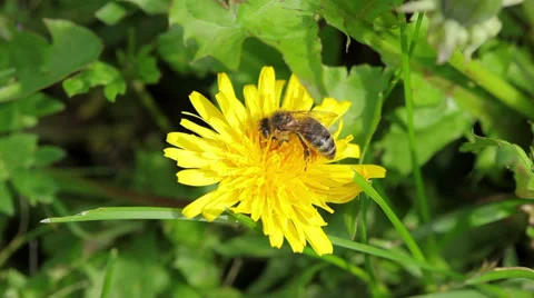Working bee on the flower Stock Footage 37098152