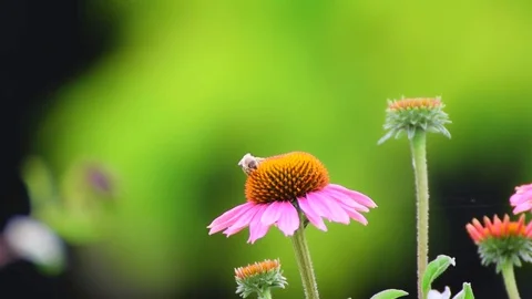 Working Bee Stock Footage 78853298