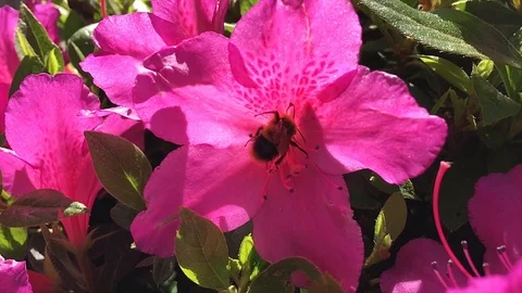 Working bee Stock Footage 89000265