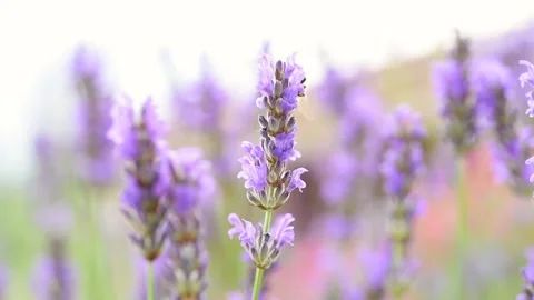 Working bee Stock Footage 132774521