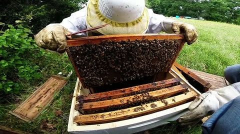 Working a Bee Hive upclose Video stock 42114720