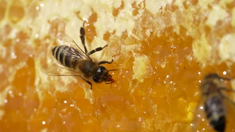 Working bee on honeycomb. Beehive, wax cells with honey and honeybee, macro Stock Footage 285952533