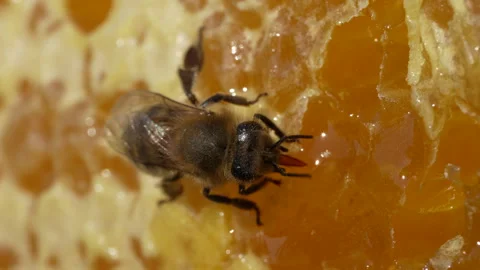 Working bee on honeycomb. Beehive, wax cells with honey and honeybee, macro Stock Footage 290793942