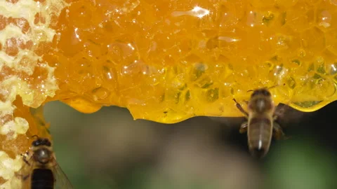 Working bee on honeycomb. Beehive, wax cells with honey and honeybee, macro Stock Footage 292310592