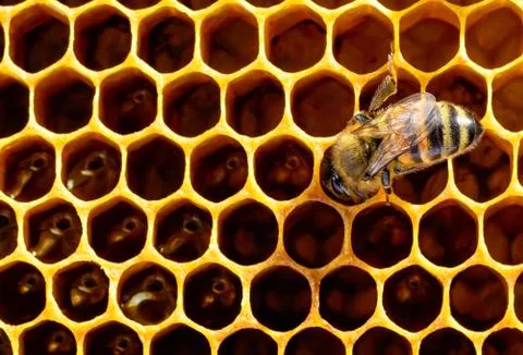 Working bee on a honeycomb cell. The concept of beekeeping. Stock Photos