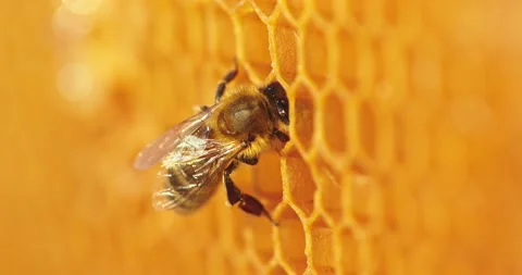 Working bee on honeycomb. Stock Footage 158319065