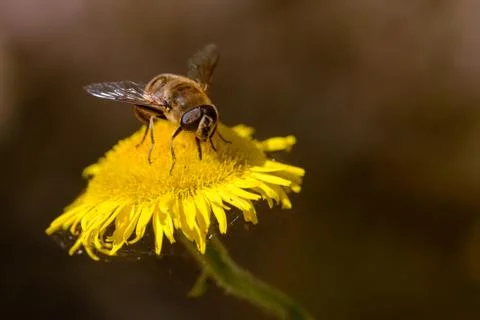 Working bee looks for nectar. Stock Photos