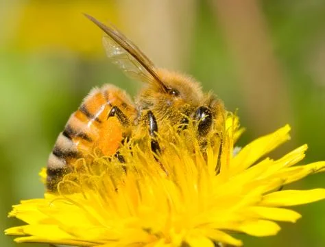 Working bee Stock Photos