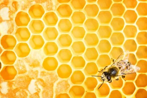 Working bee Stock Photos