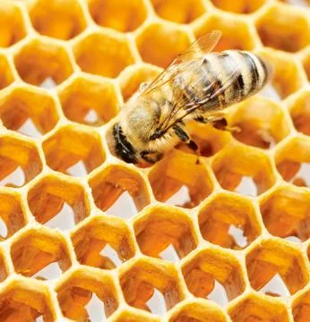 Working bee Stock Photos
