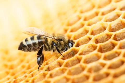 Working bee Stock Photos