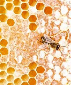 Working bee Stock Photos