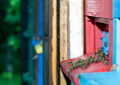 Working bee Stock Photos