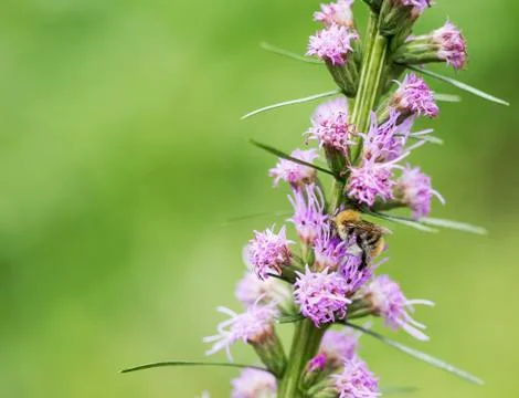 Working bee Foto stock