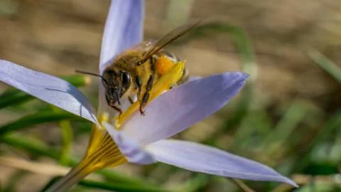 Working bee Фото