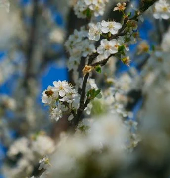 Working bee Stock Photos