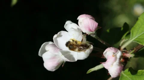 Working bee pollinating flower Stock Footage 35920866