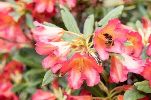 A working bee pollinating pink and red beautiful flowers with green leaves .. Stock Photos
