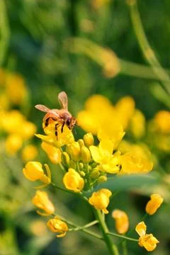 Working bee on rapeseed flowers Stock Photos