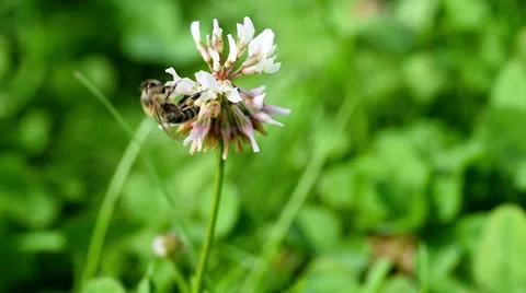 Working bee. Trifolium Clover growing in a clearing. Stock Footage