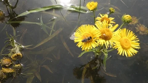 A working bee on a water flower Stock Footage 107783870