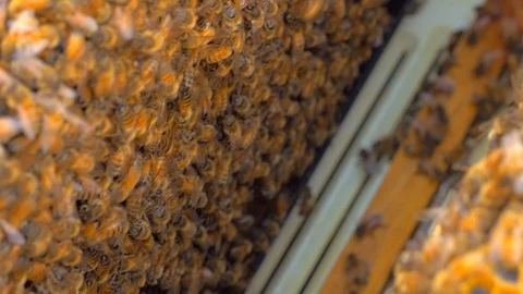 Working Beehive Frames Filled With Bee's Stock Footage 112363558