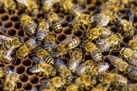 Working bees. Beekeeping Stock Photos