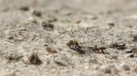 Working bees is consuming mineral from arid soil Stock Footage 47792192