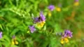 The working bees on the flowers HD Footage