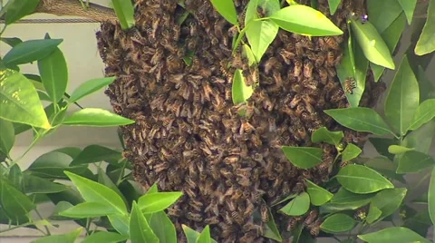 Working bees Stock Footage 42667575