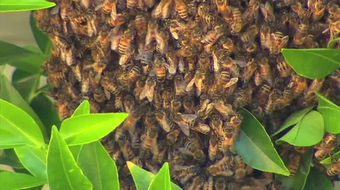 Working bees Stock Footage 42667616