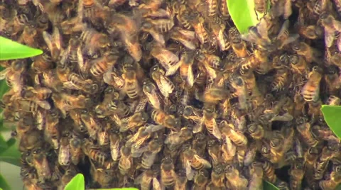 Working bees Video stock 42667705