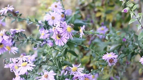 Working bees Stock Footage 44024154