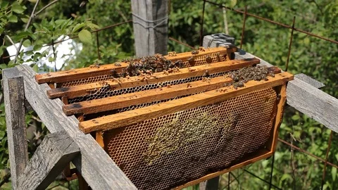 Working bees on a frame in a hive Stock Footage 77215165