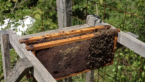 Working bees on a frame in a hive Stock Footage 77215844