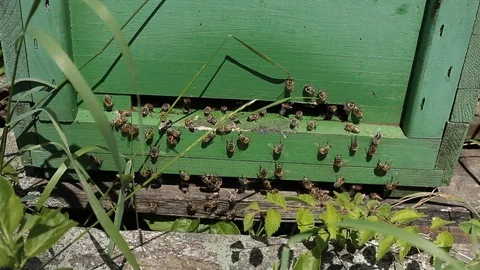 Working bees in a hive Stock Footage 77216396