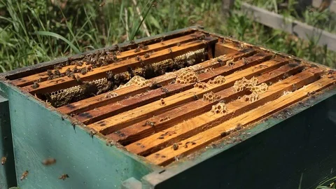 Working bees in a hive Stock Footage 77218212