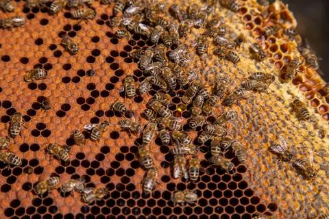Working bees in a hive on honeycomb. Bees inside hive with sealed and open ce Stock Photos
